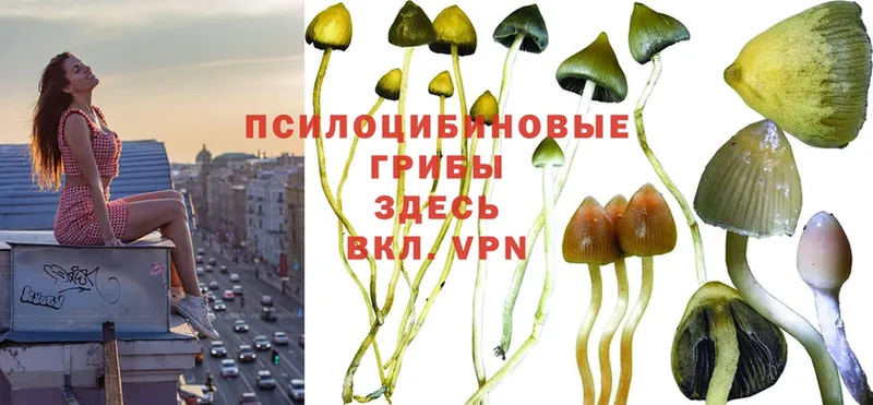 Галлюциногенные грибы MAGIC MUSHROOMS  наркотики  Фролово 